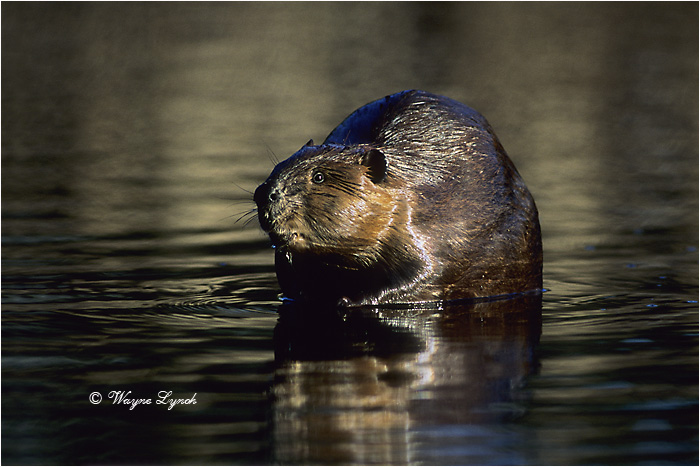 American Beaver 108 by Dr. Wayne Lynch &copy;